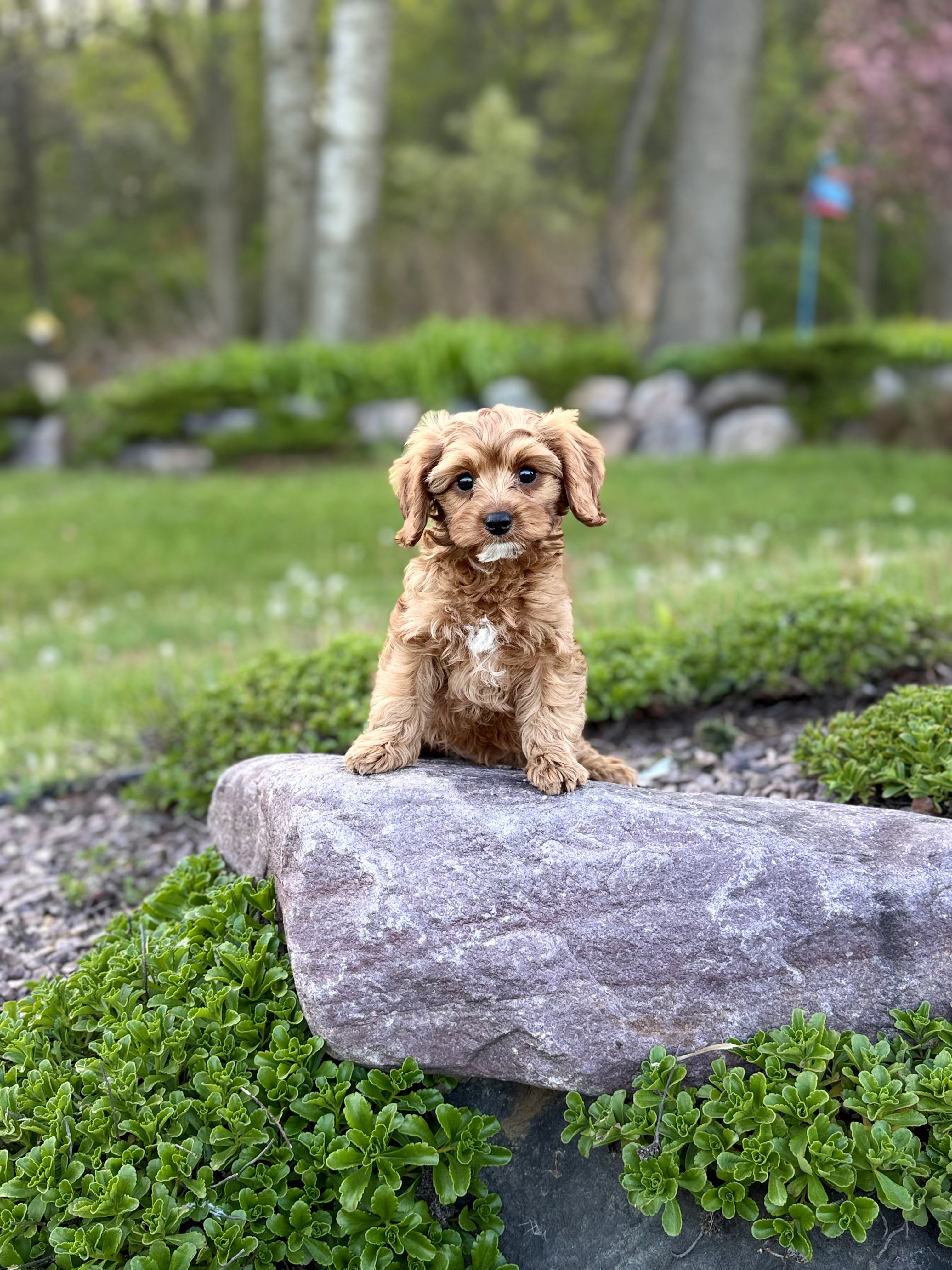 F1B Cavapoo male “Sprout” parents: 15lbs & 13lbs