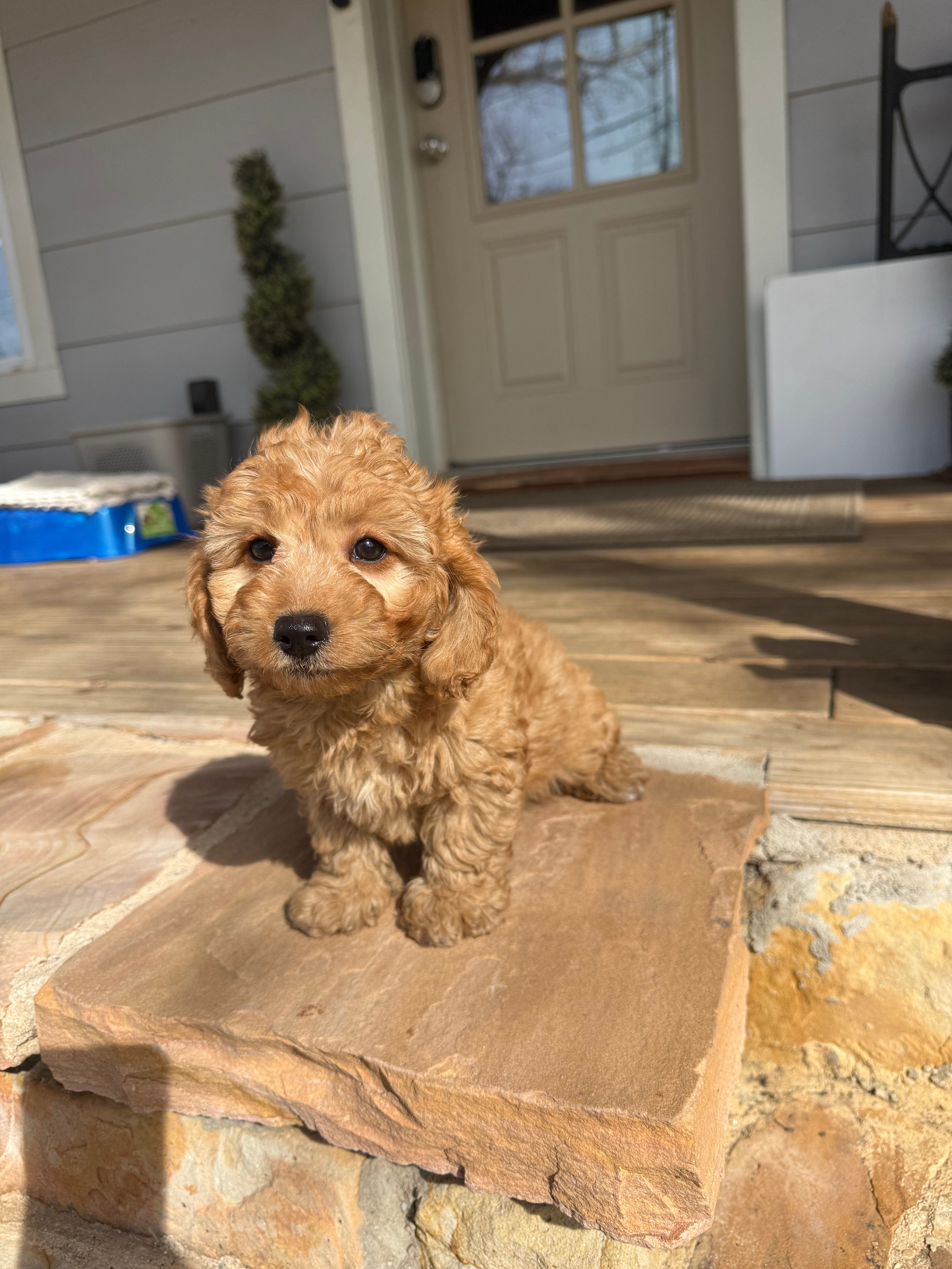 F1B Cavapoo female “Peaches” parents: 14lbs & 9lbs 
