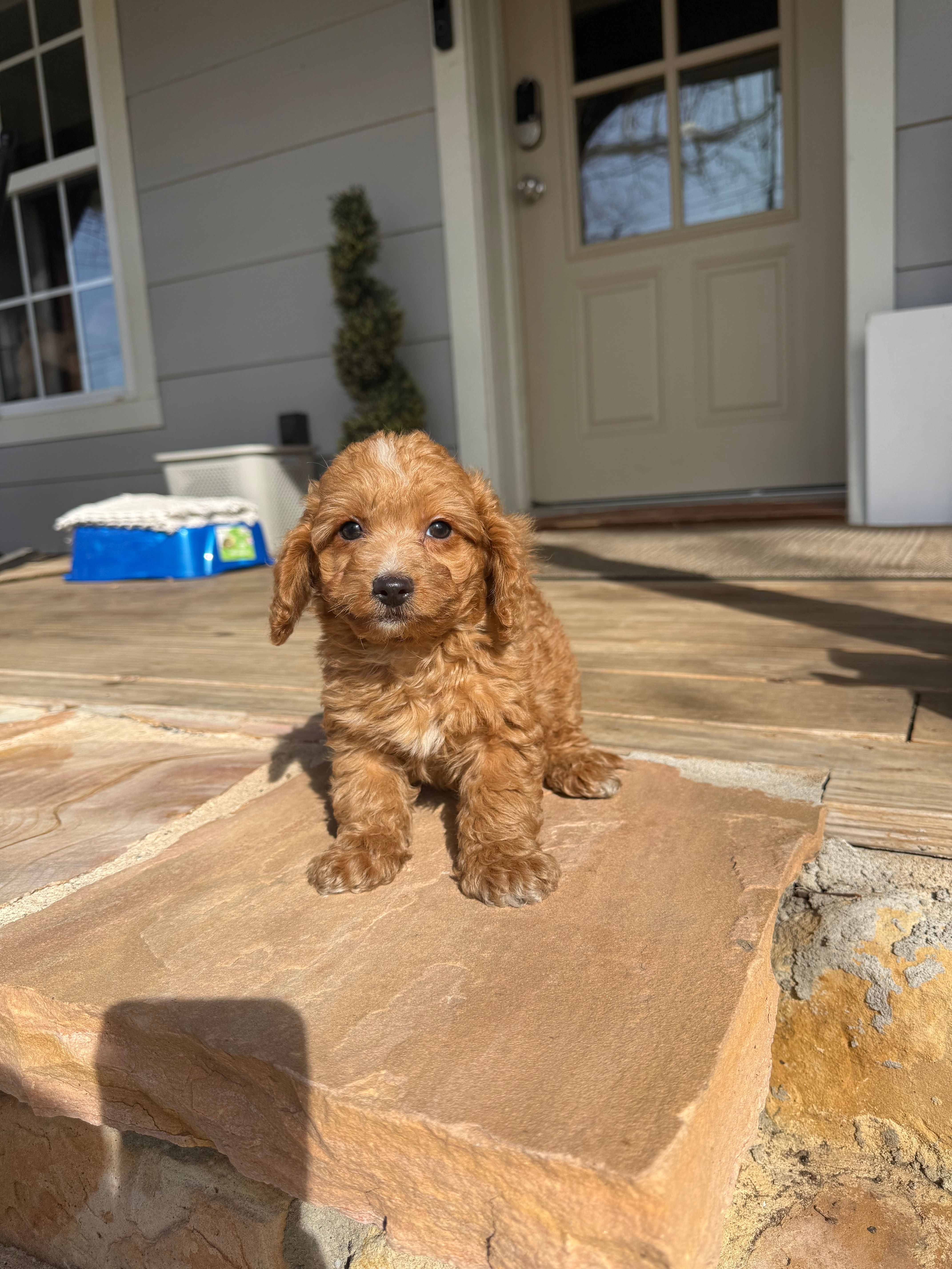 SOLD F1B cavapoo female “kisses” parents:14lbs & 9lbs 