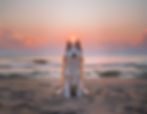 A red and white pomsky with blue eyes sitting on a beach with the sun setting directly between her ears