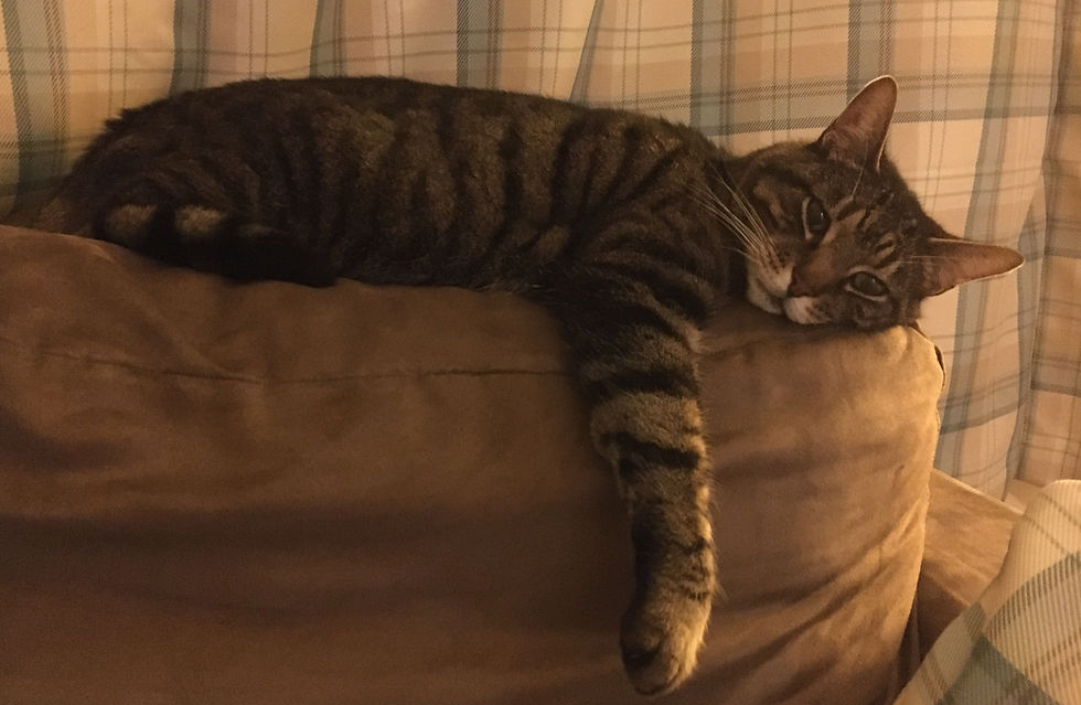 Jasper lying_edited.jpg