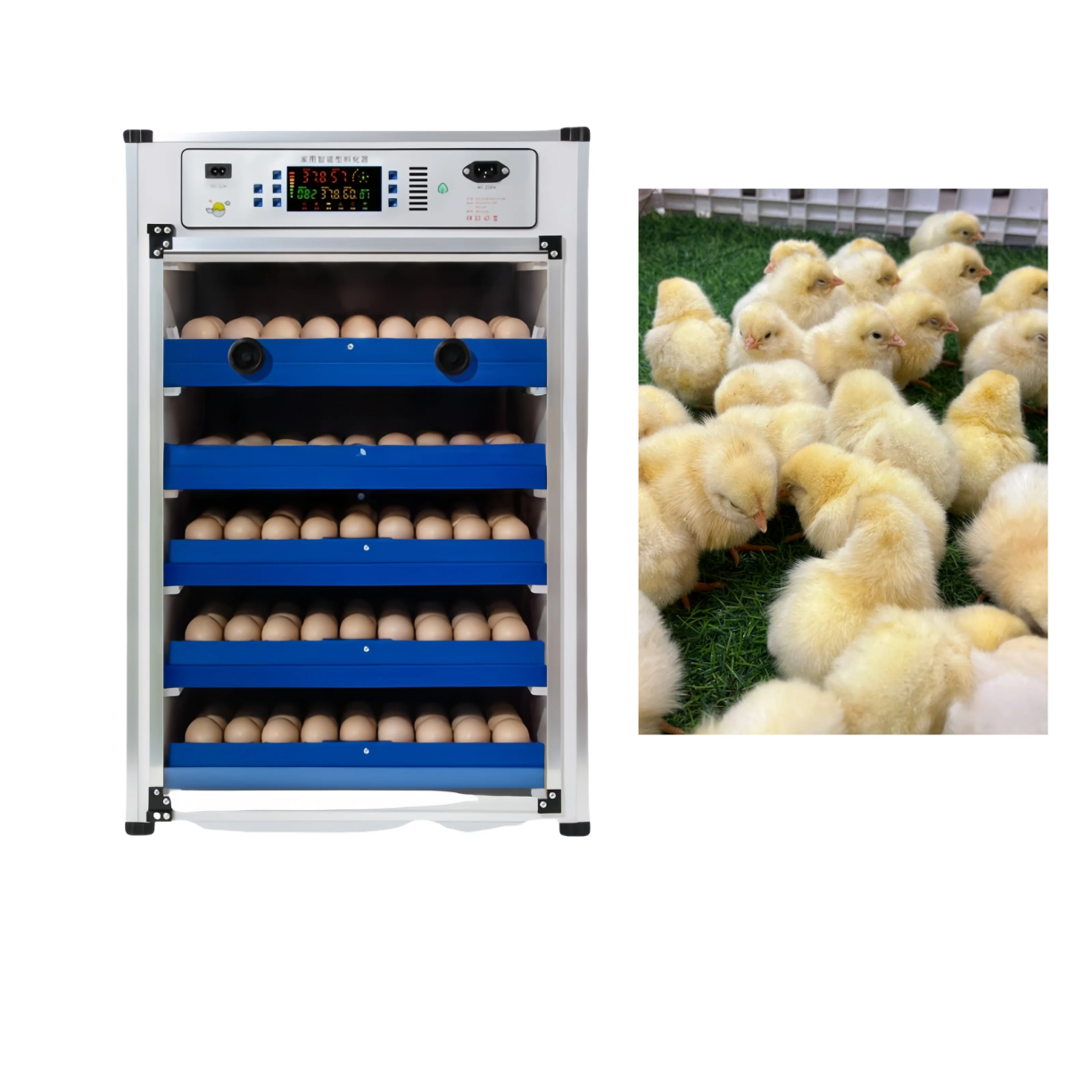 Egg Incubator Machine 