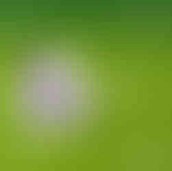 صيدلية اللوتس مدينة نصر