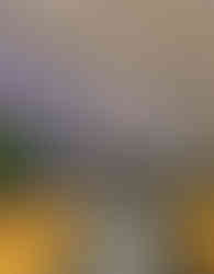 Uncle fluffy mansoura