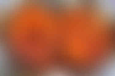 مطعم قامش بالمرخ للأكلات الشعبية اليمنية