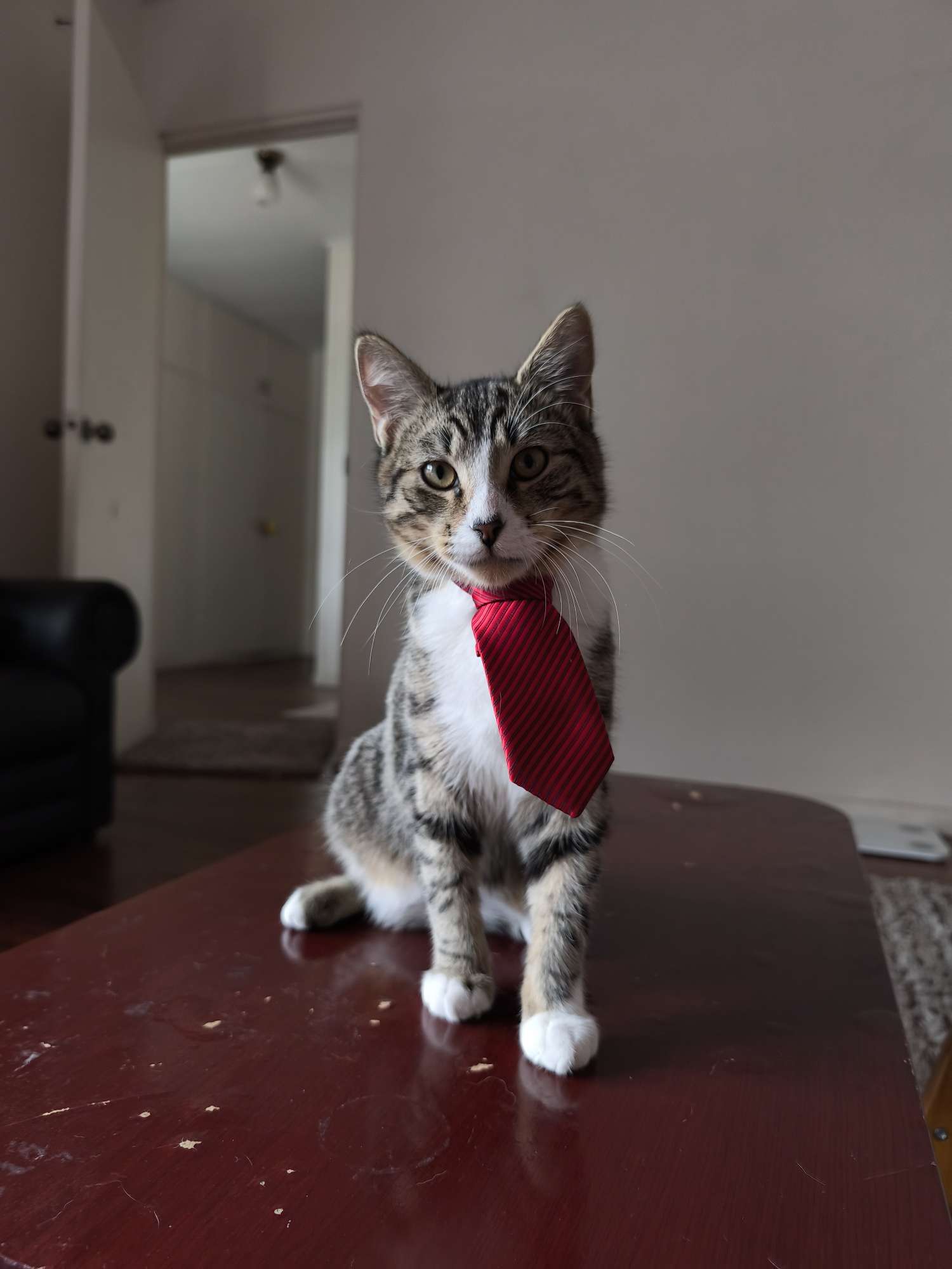 Foto del escritor: CatLex Method