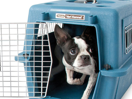 Transporte de animais