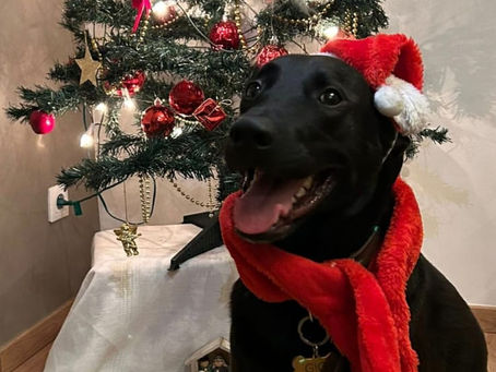 🎅 Joyeuses fêtes de fin d'année 🥳🎄