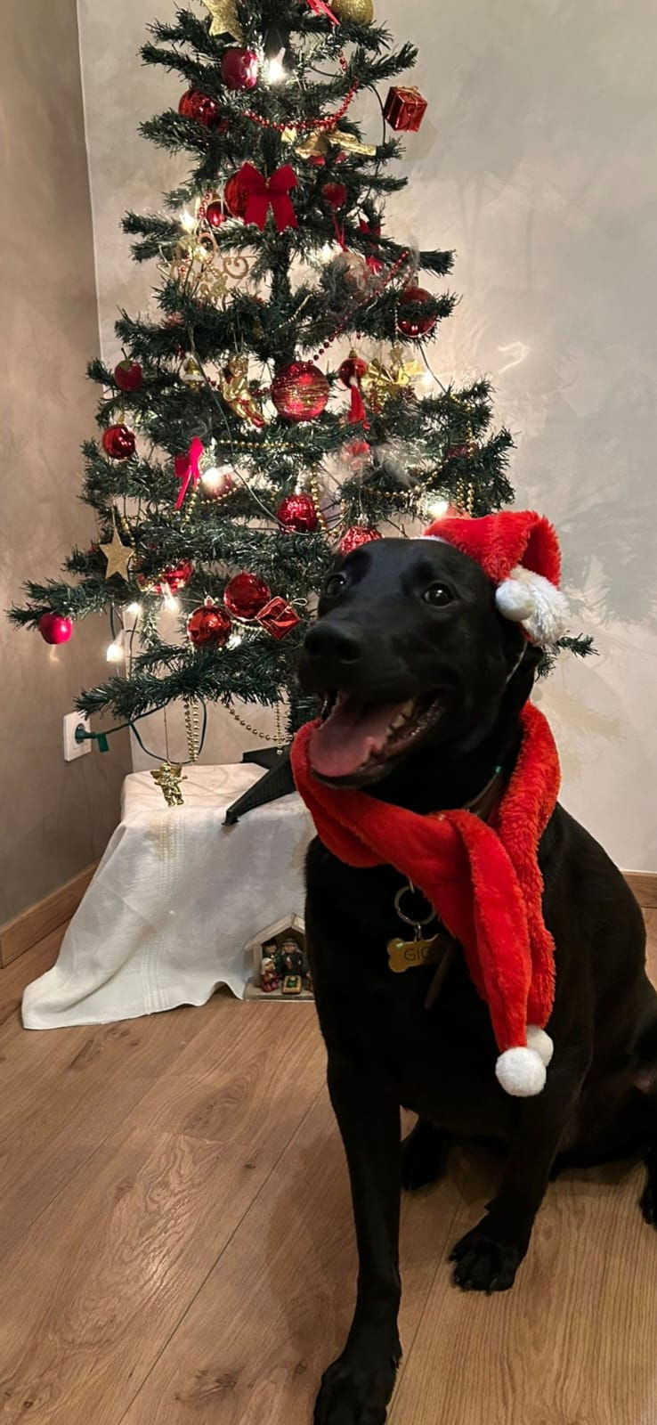 🎅 Joyeuses fêtes de fin d'année 🥳🎄