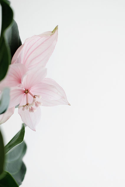 bloom-blossom-desktop-backgrounds-1859585_edited.jpg