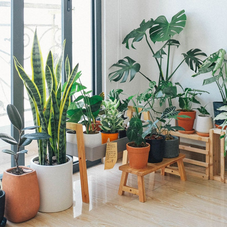 5 Benefits of Indoor Plants