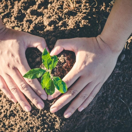 National Tree Day - Connecting People With Nature