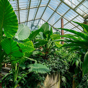 Palm House interior _ RBG Kew (3)-12.jpg