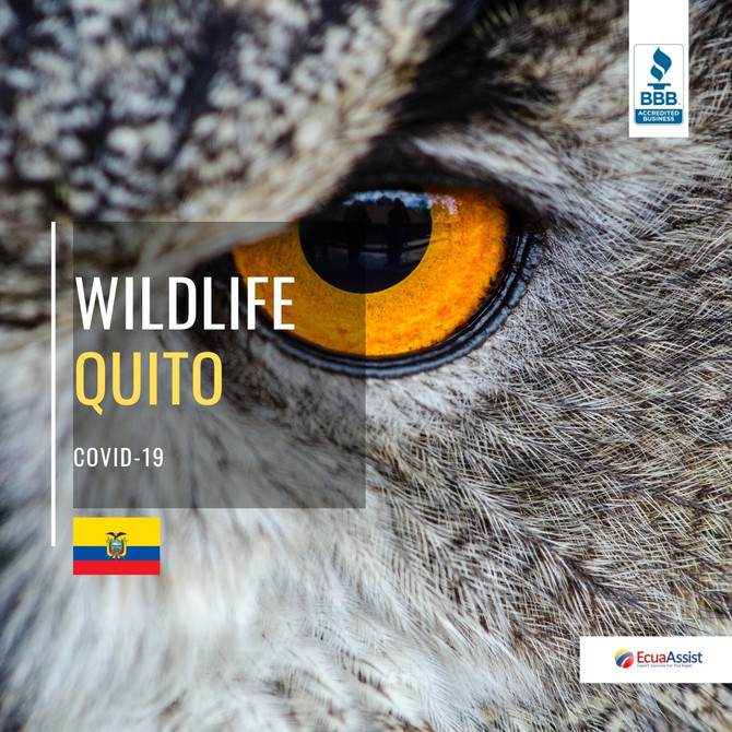 WILDLIFE SIGHTING IN QUITO DUE TO HUMAN QUARANTINE