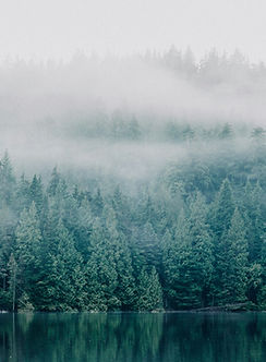 Nebliger Wald am See
