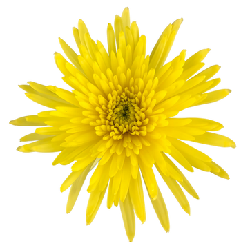 Yellow Sol