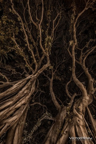 Árboles / trees
