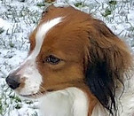 bebop winter