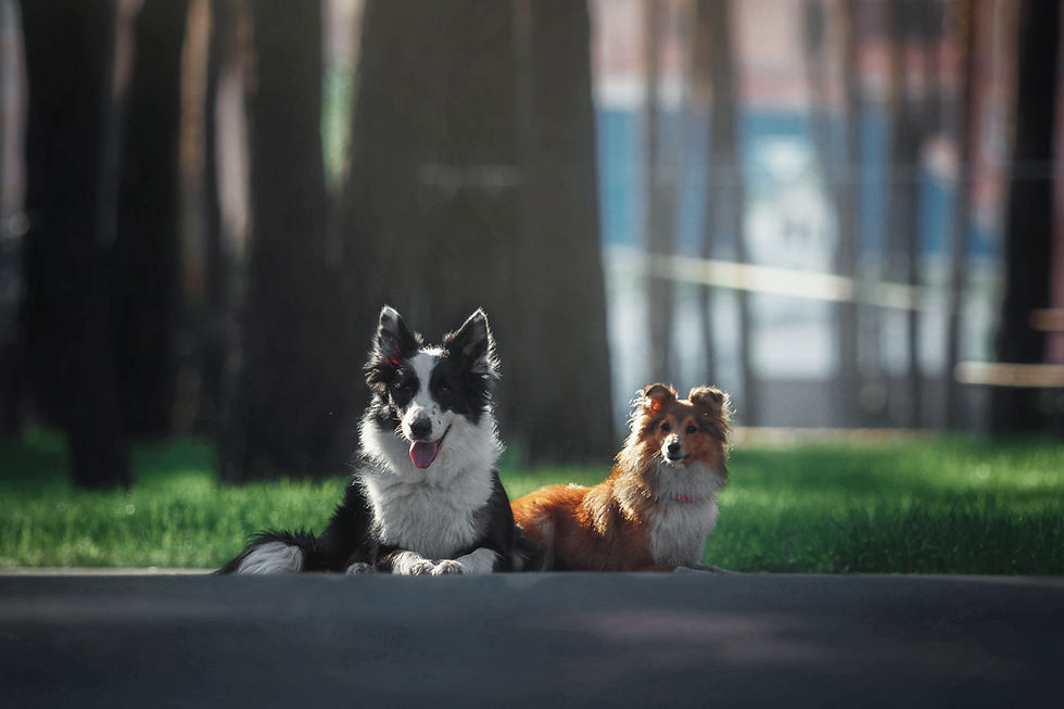 two beautiful dogs laying down at the dog park.