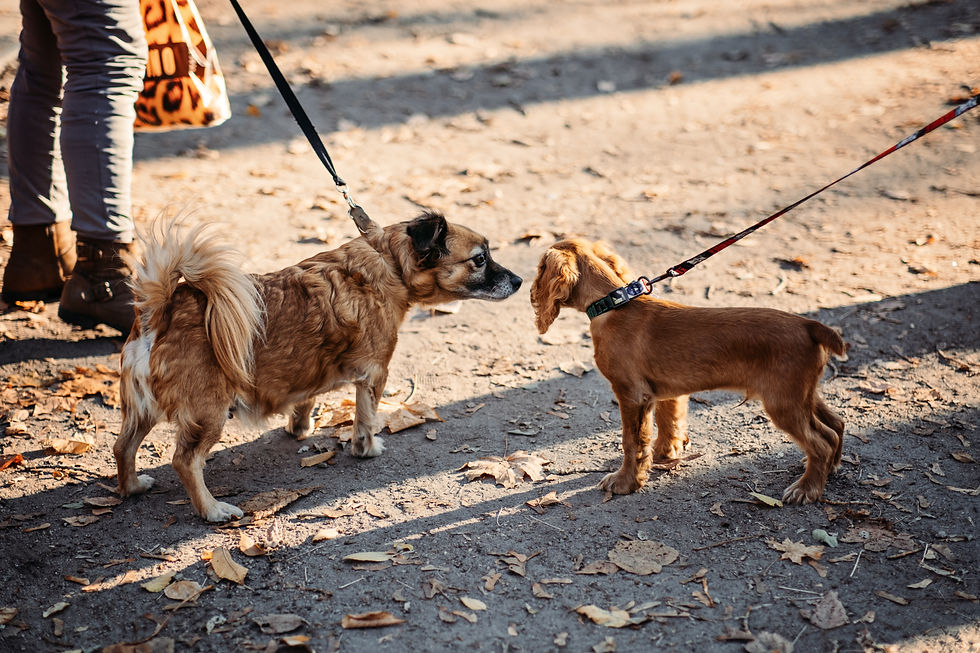 Two small dogs on leash participate in an awkward greeting.