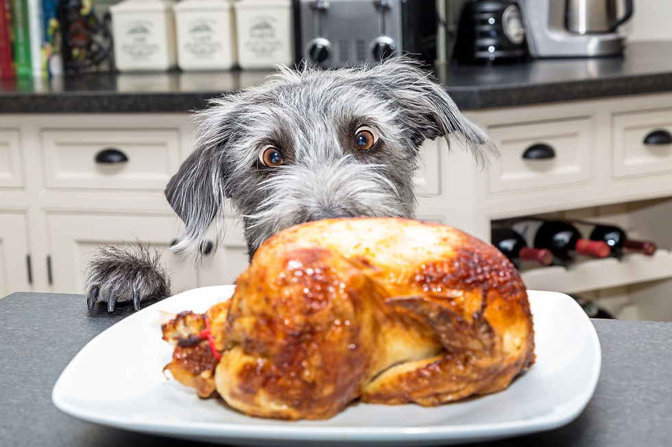 Dog staring hungrily at a turkey
