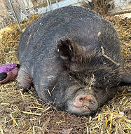 PENNY PIG.jpeg