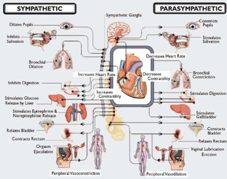 The Autonomic Nervous System branches.