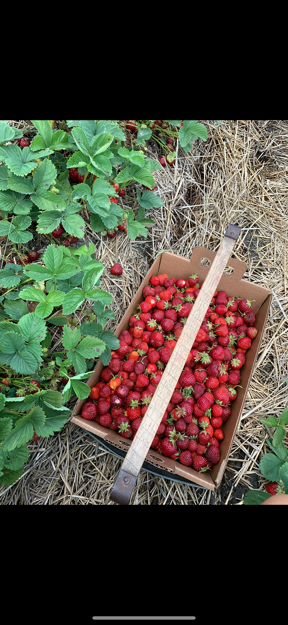 Too Many Strawberries? Not a Thing. Here's 10+ Ways to Use Them!