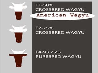 Coming Soon American Wagyu!
