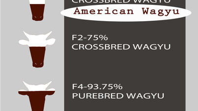 Coming Soon American Wagyu!