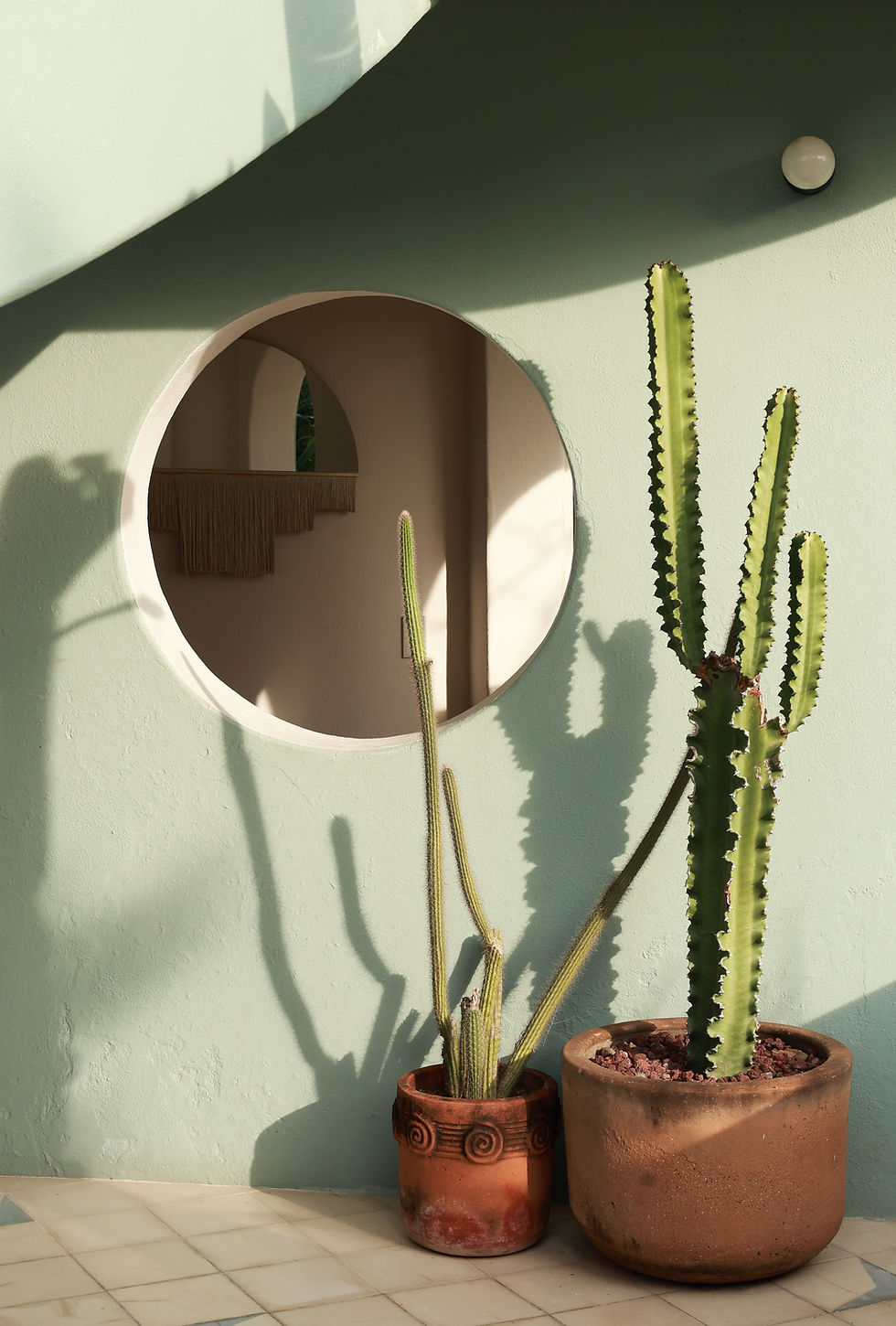 Cactus & Circle Shadows .jpg