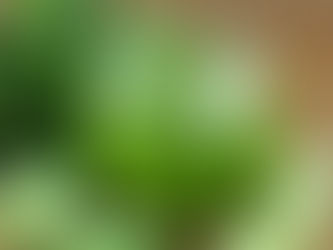 SUCO VERDE DELÍCIA!!!#semana#suco#detox#