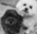 Pepper the Poodle X & Percy the Bichon