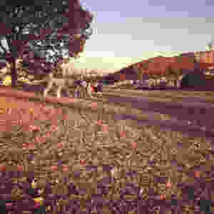 image-9.jpeg