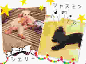 image.jpeg