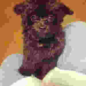 image.jpeg