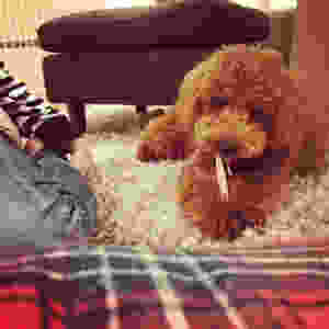 image.jpeg