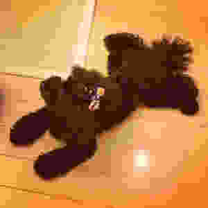 image.jpeg