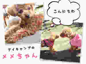 image.jpeg