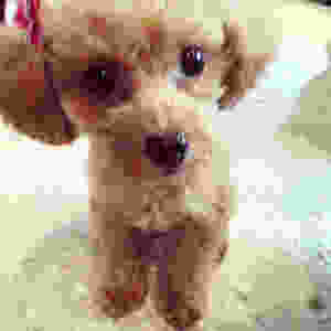 image.jpeg