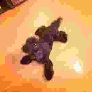 image.jpeg