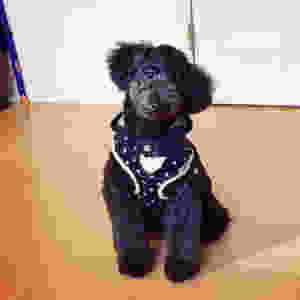 image.jpeg