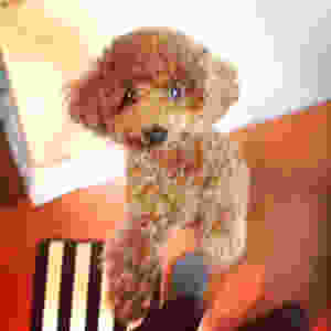 image.jpeg