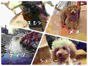 image.jpeg