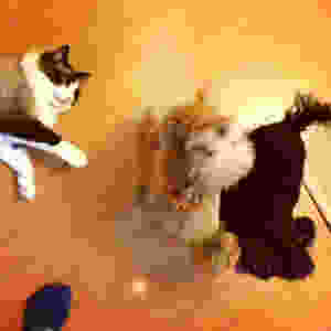 image.jpeg
