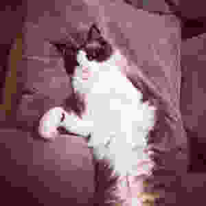 image.jpeg