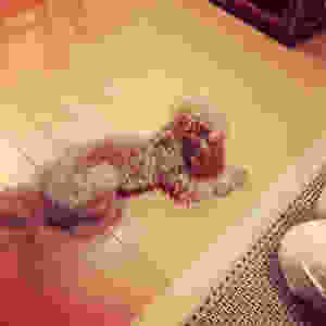 image.jpeg