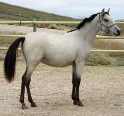 doradoconformationprofile102423