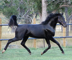 strykertrotprofile090224