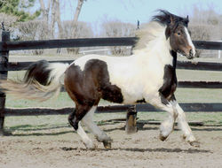 Kenaigalloptowards041619